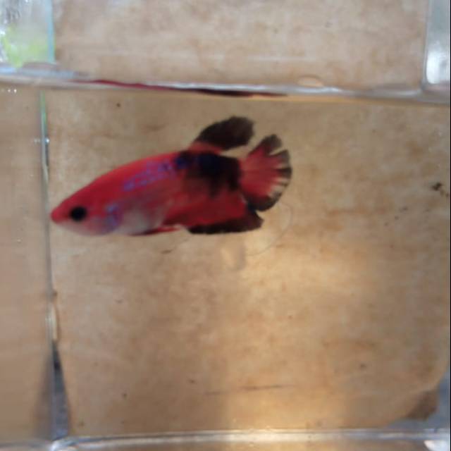Cupang multicolor