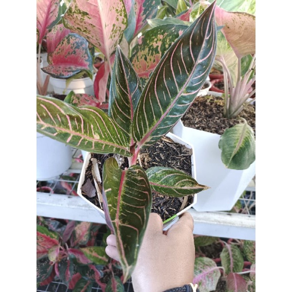 Aglonema red sumatra