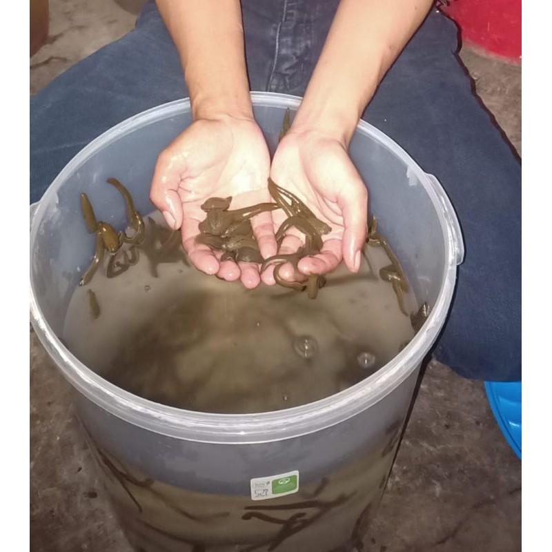 Lintah hidup lintah terapi ukuran besar