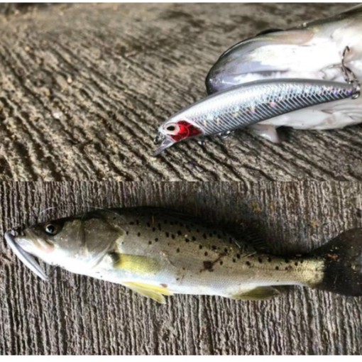 Shengyao 1Pcs Sinking Minnow Umpan Pancing 6cm 5g Fishing Bait Swimbait Fishing Lure Ikan Bass Bentuk Kecil
