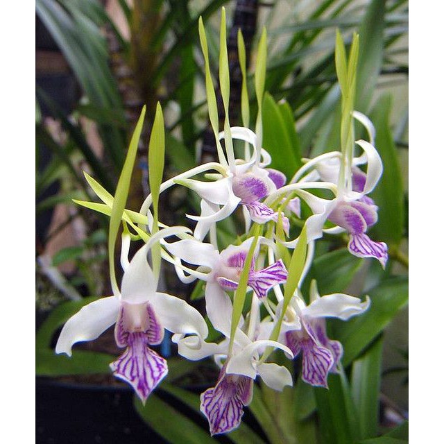 Seedling Dendrobium Stratiotes