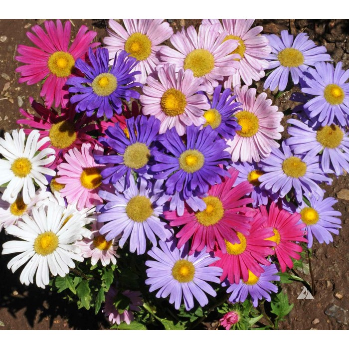Bibit Benih Biji Bunga Single Mixed China Aster Flower - Biji Tanaman Pohon Mix Bunga Aster Mix -COD