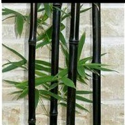Bibit bambu Hitam asli tanaman hias bambu hitam siap tanam