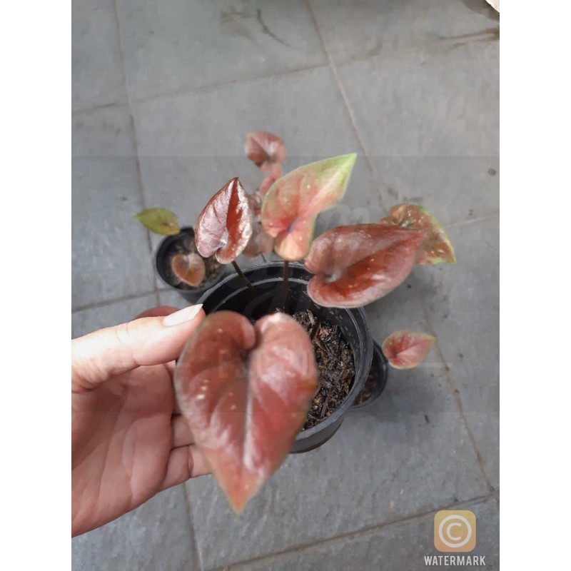 Caladium Dealova / Keladi Dealova - Anakan