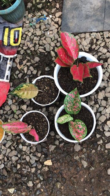 Bunga Aglonema Dud Special