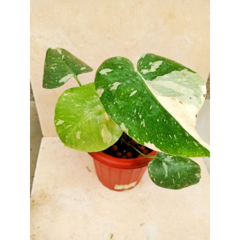 Monthai Constellation Realpic kode BA