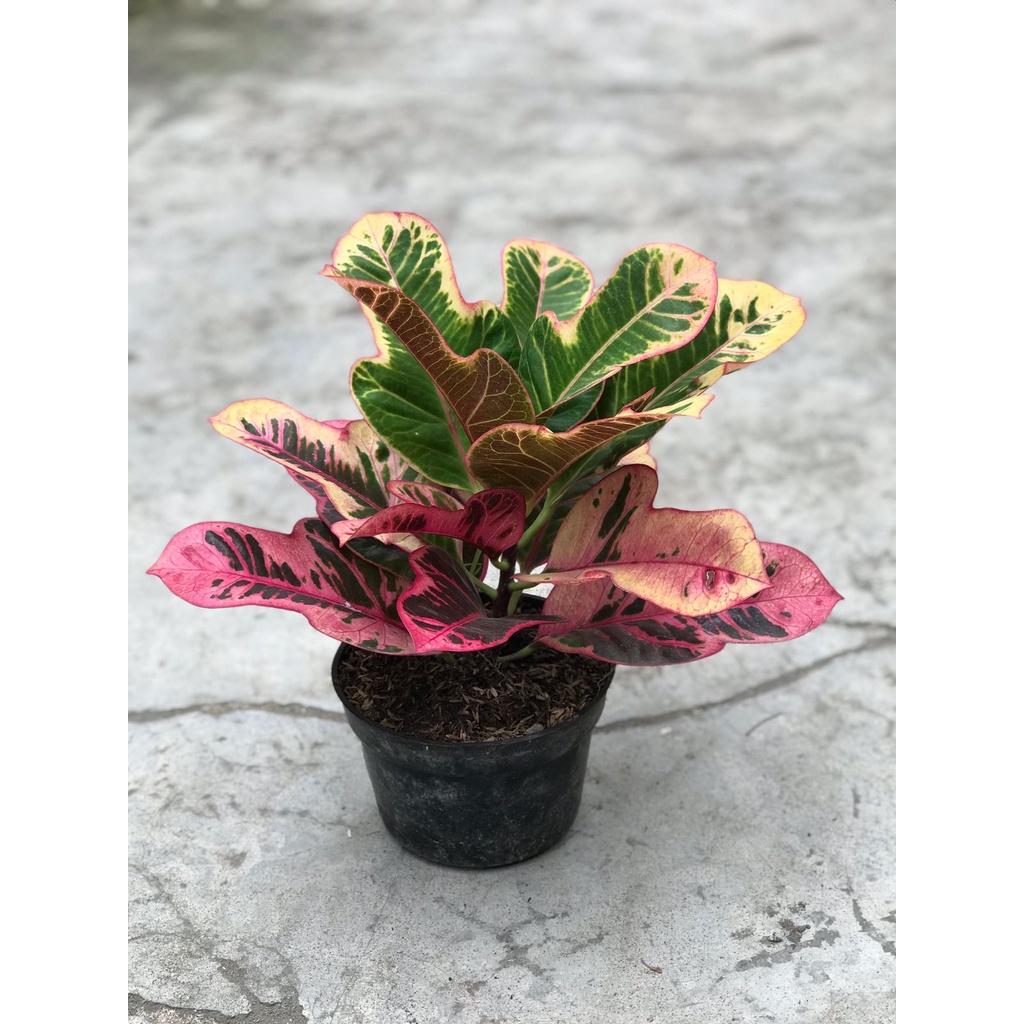 Tanaman hias bunga puring jetli warna daun cantik