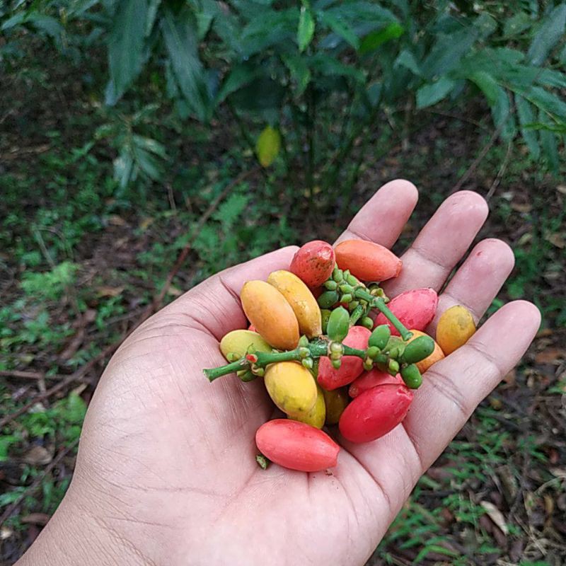 

Buah Melinjo 1Kg