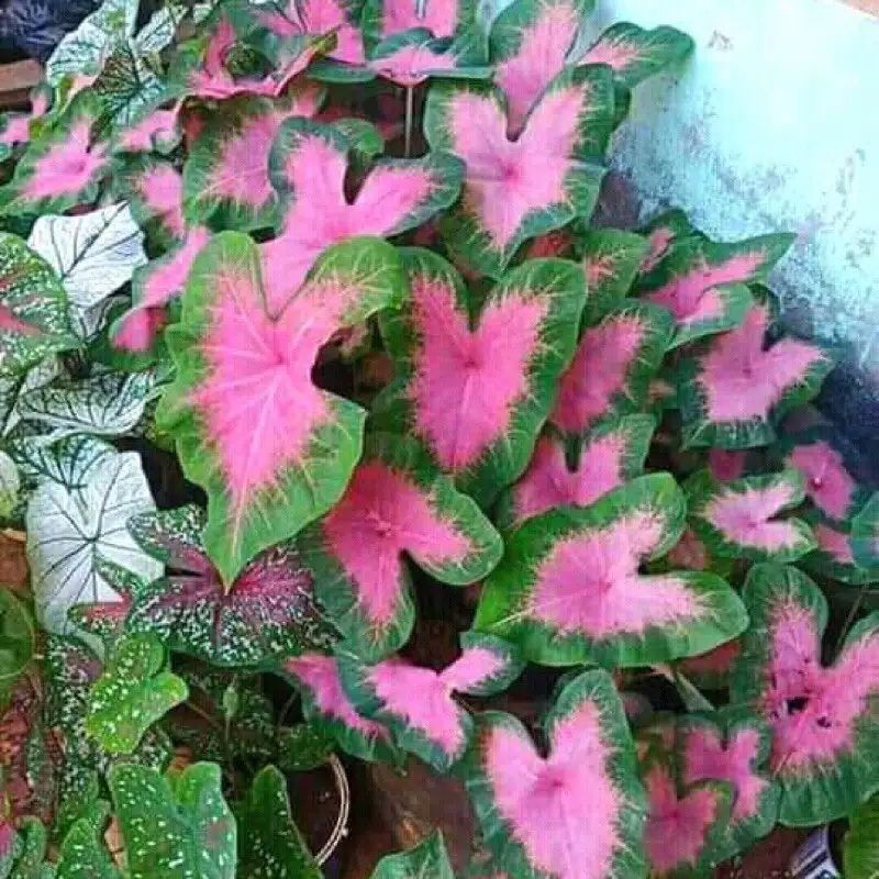 Tanaman Hias Caladium Pink Love / Keladi Love Heart / Keladi Love Pink