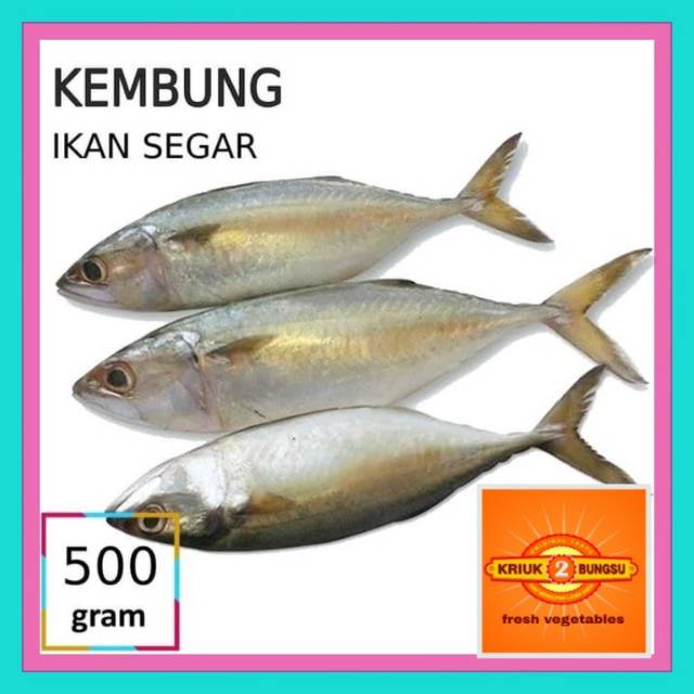 

Ikan kembung