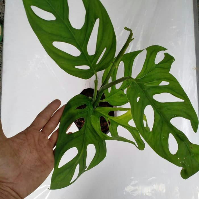 Tanaman Monstera Janda Bolong Ukuran Besar