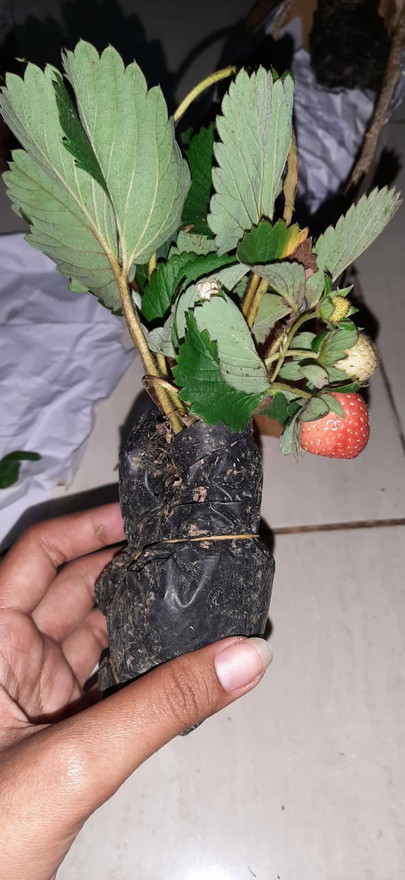 Tanaman Buah Strawberry Jumbo California Cod