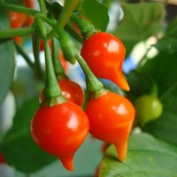 Benih Bibit Biji - Cabai Red Chupetinho Merah Biquinho Cabe Susu Bali Sisca Kohl Pepper Seeds