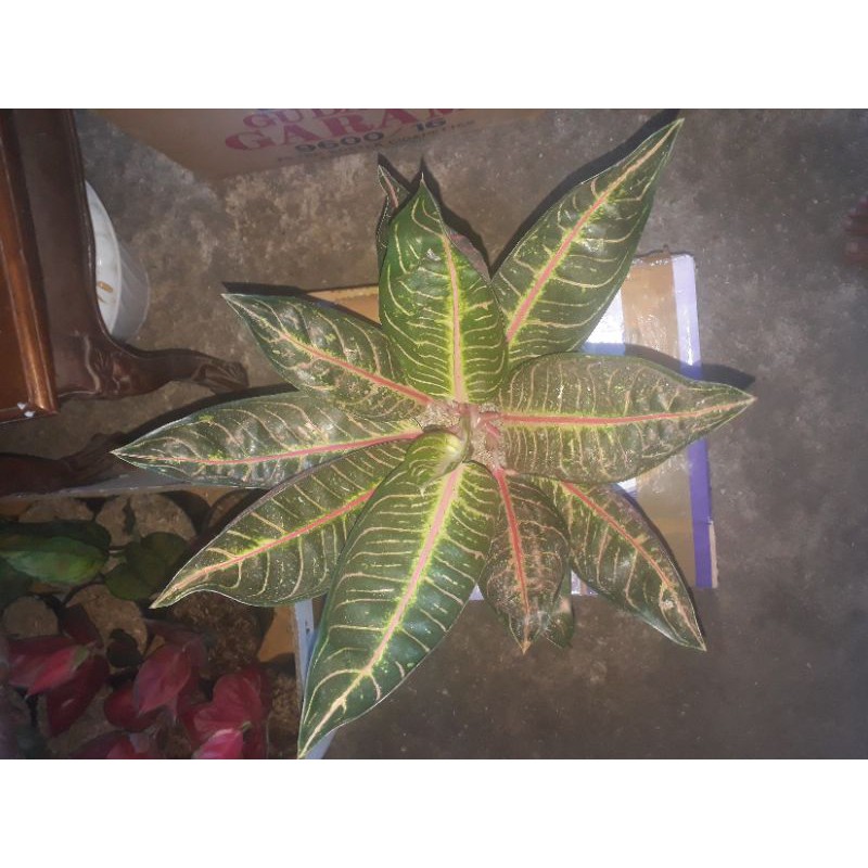 pred of Sumatra (pos)