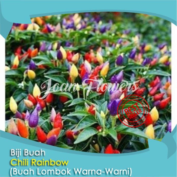 Bibit Tanaman Cabai Cabe Pelangi Rainbow Chili Benih Bibit Tanaman