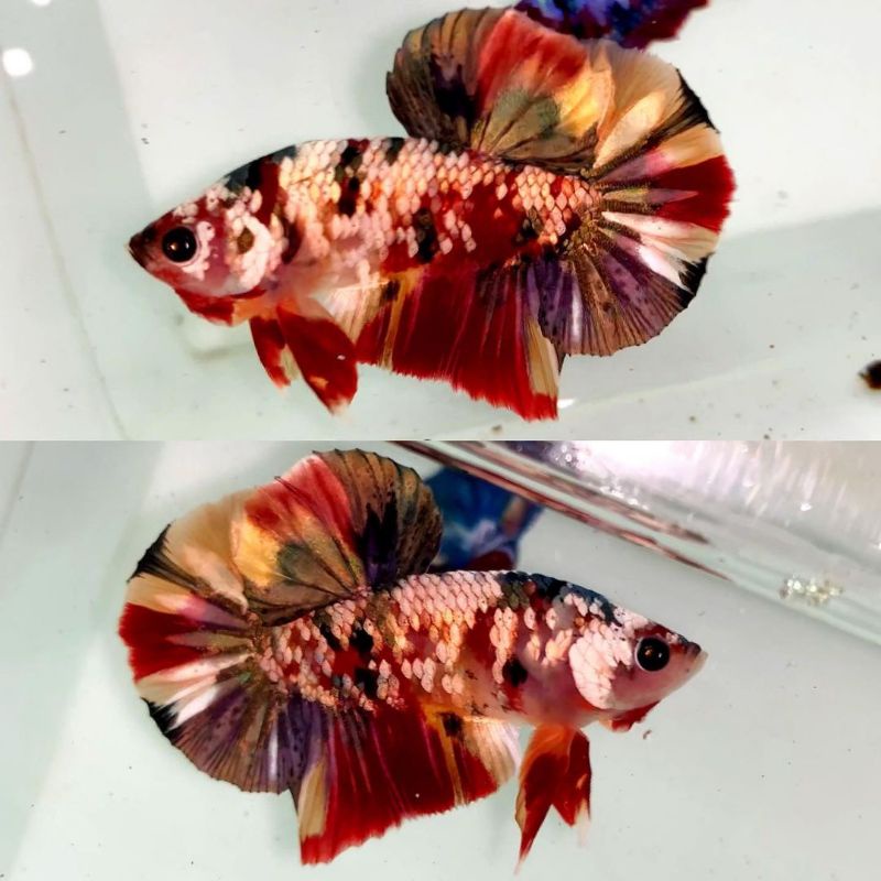 IKAN CUPANG HIAS LUXURY SEPASANG RED KOI COPER (Iron Man) Top Grade A Termurah Promo