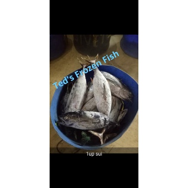 

Frozen Fresh Baby Tuna / Ikan Baby Tuna Segar Beku