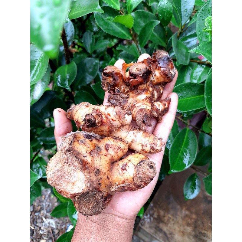 

Lengkuas / Laos - 500 gram