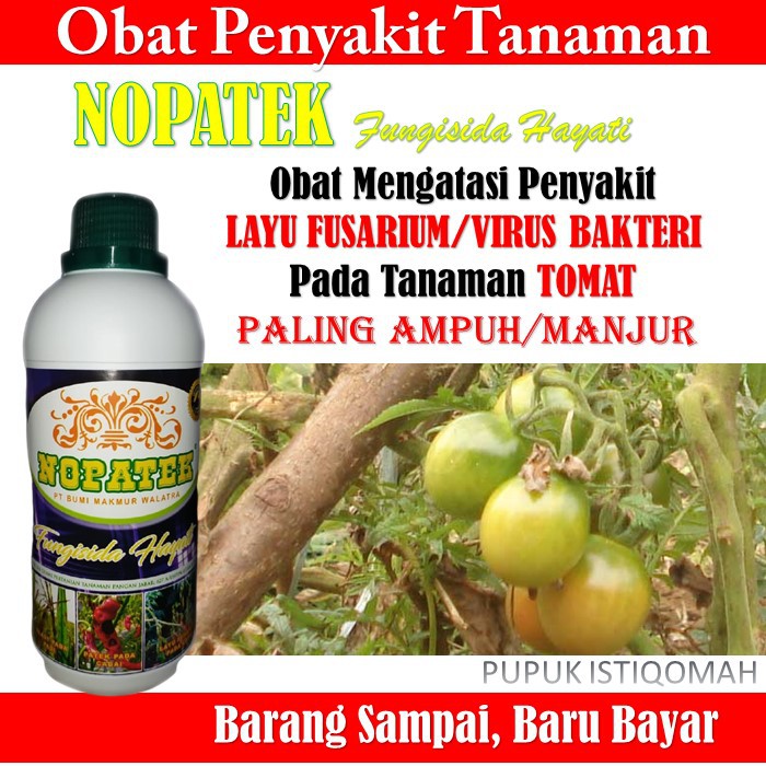NOPATEK Obat Layu Fusarium/Virus Bakteri TOMAT - NOPATEK Obat TOMAT - NOPATEK Fungisida Hayati Palin