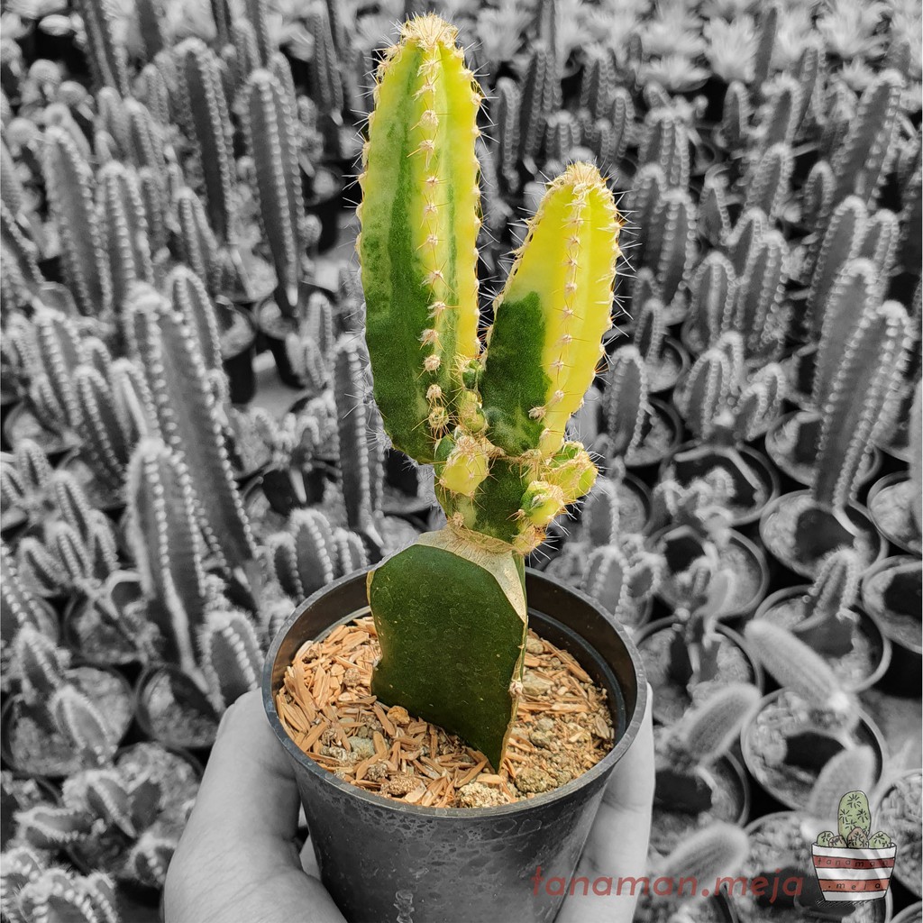 Tanaman Hias Hidup - Kaktus dan Sukulen ( Koboi Mini / Cereus Tetragonus Varigata)