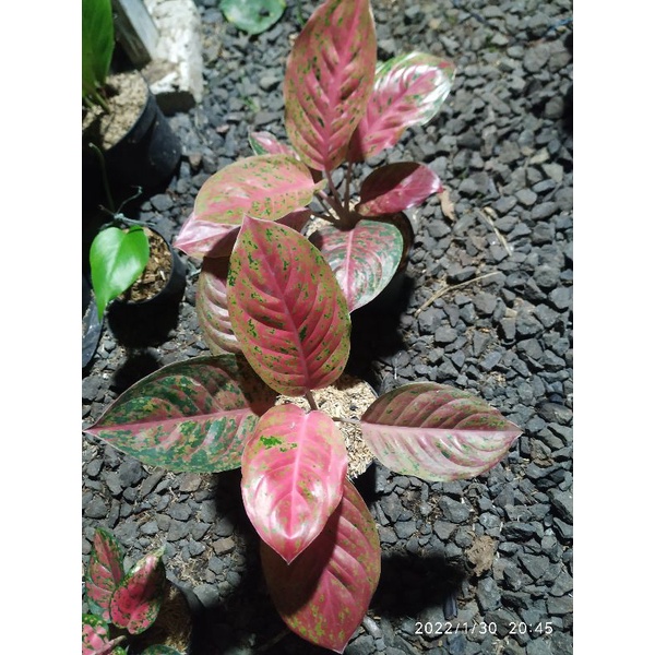 aglonema striptis