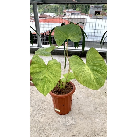 homalomena rubescens variegata homa varigata mint