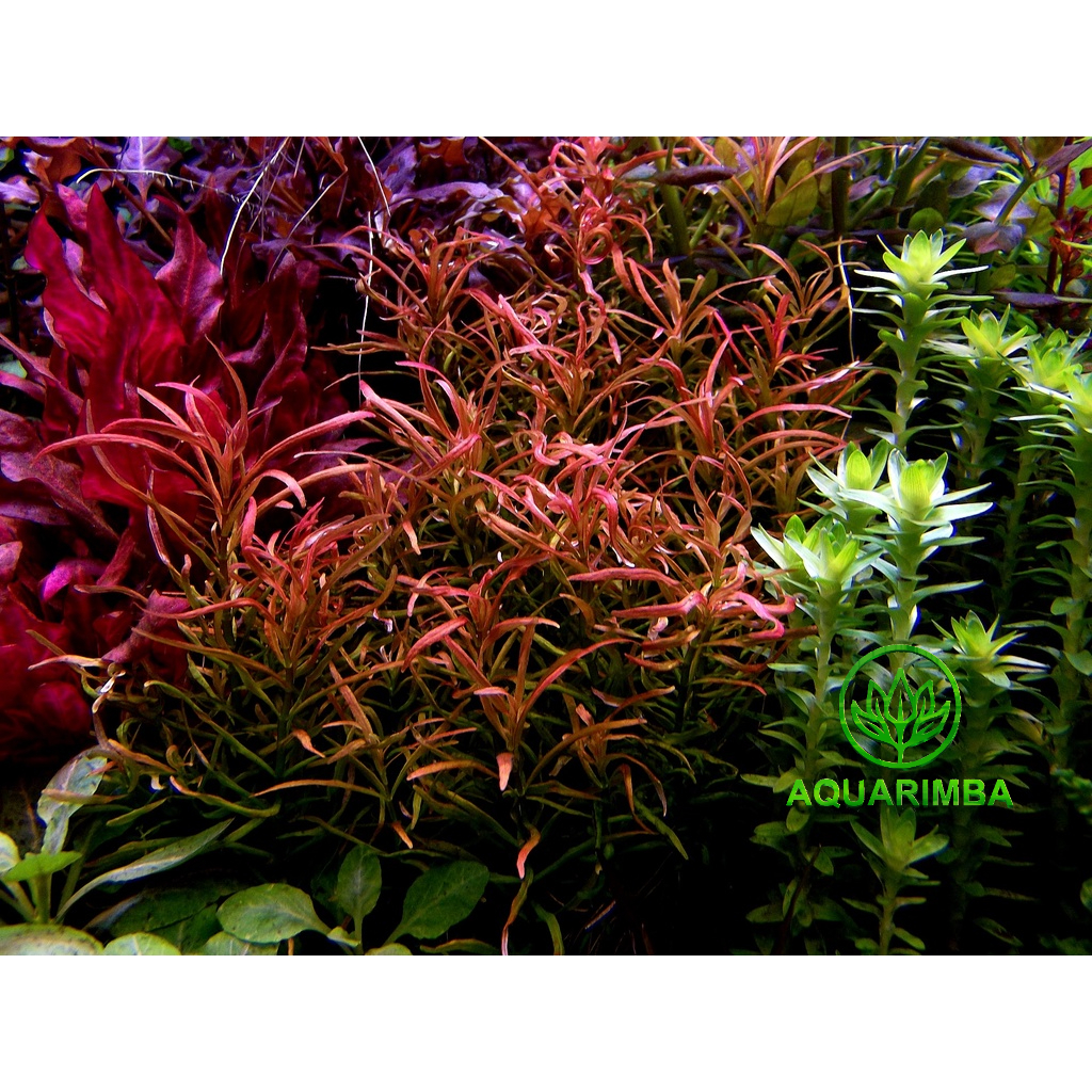 Rotala Red Cross - Tanaman Aquascape Merah