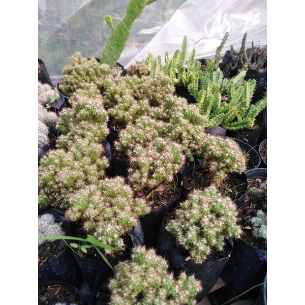 kaktus cereus jamacaru mini size medium