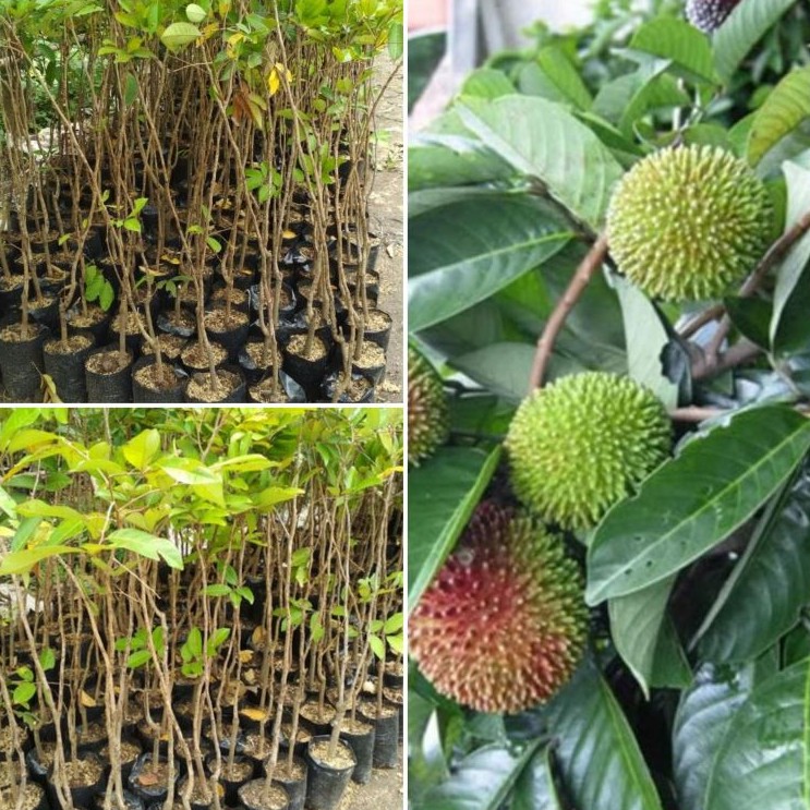 Bibit Rambutan Rapiah Okulasi