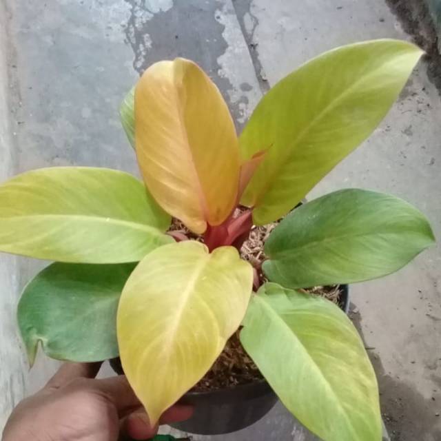 Philodendron Orange Juice Shopee Indonesia