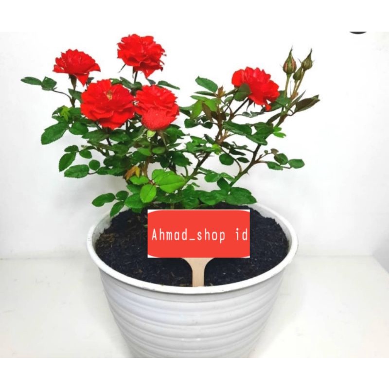 Bibit bunga mawar merah