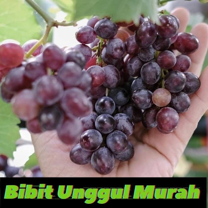 Bibit Anggur Import Jupiter Seedles Berkwalitas