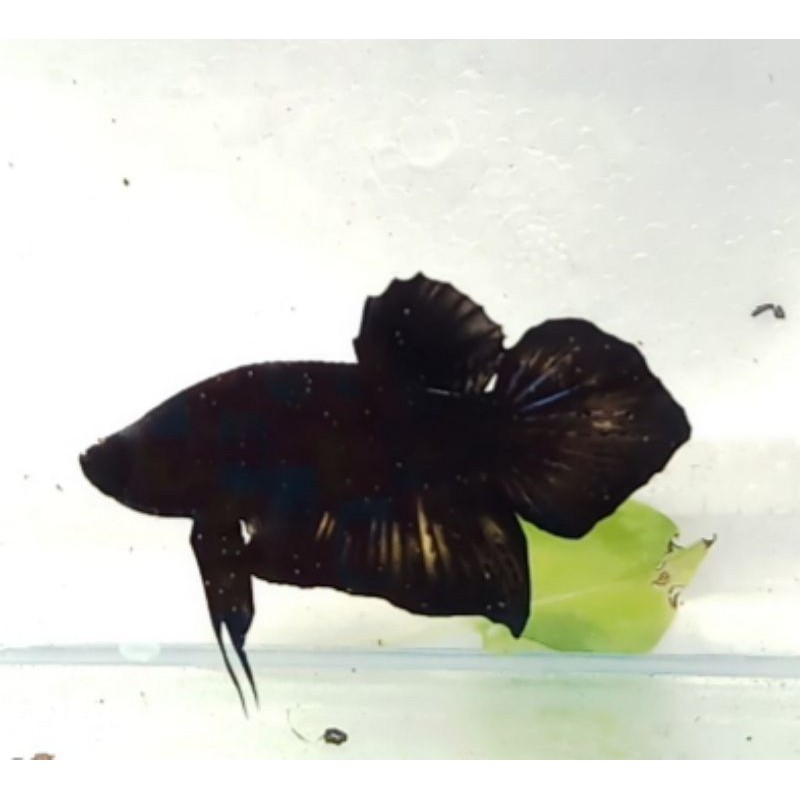 

IKAN CUPANG SUPER BLACK [1PAIR] MURAH MERIAH