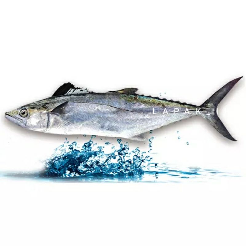

Ikan Tenggiri Segar Ekoran Hasil Laut Segar