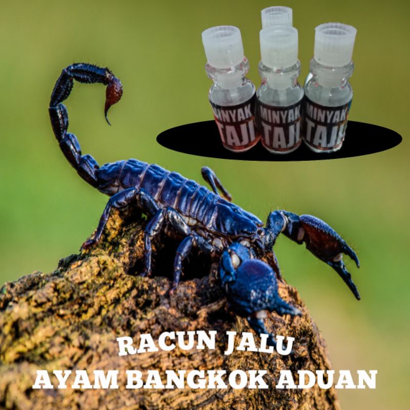 Ayam Bangkok super RACUN JALU KALAJENGKING petarung aduan
