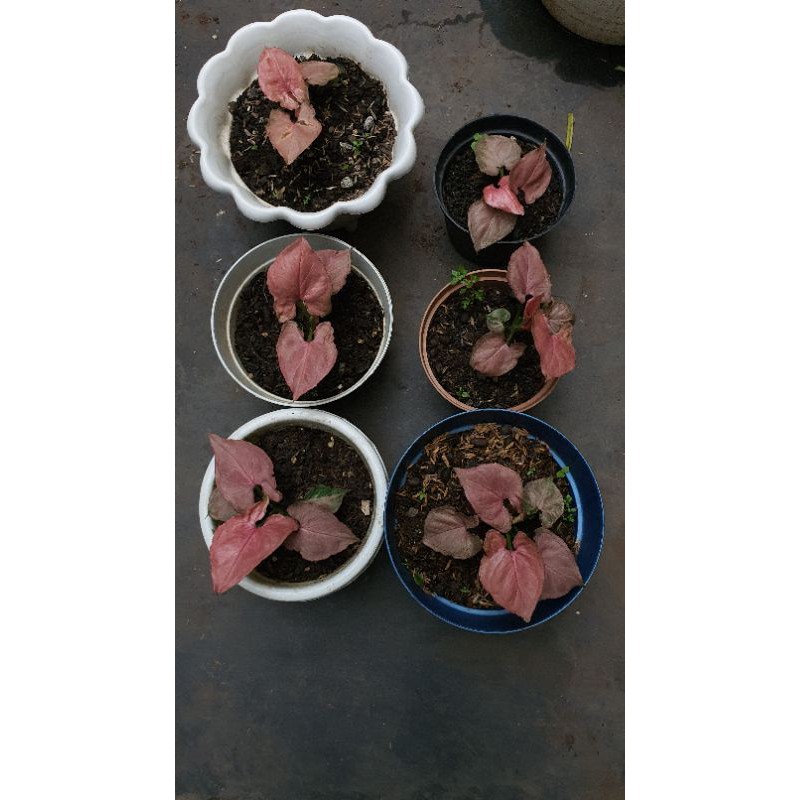 Syngonium Pink Perfection