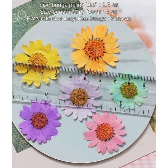 Daisy Dried Flower - Bunga Daisy Kering (1pc)