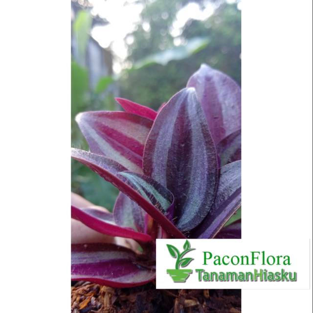 BIBIT TANAMAN HIAS ZEBRINA / POHON GANTUNG / DAUN UNGU PUTIH