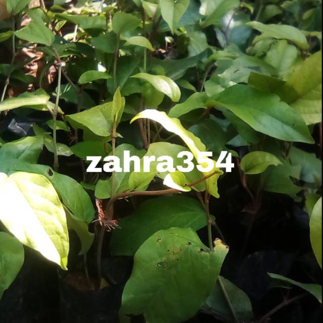 BIBIT CABE JAWA // TANAMAN HERBAL CABE // CABE JAWA // HERBAL