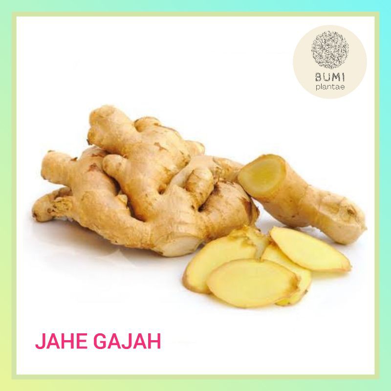 

Jahe Gajah Jumbo 300 gram - Rempah
