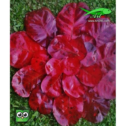 

Daun Ketapang Merah Indiand Almond Premium Quality