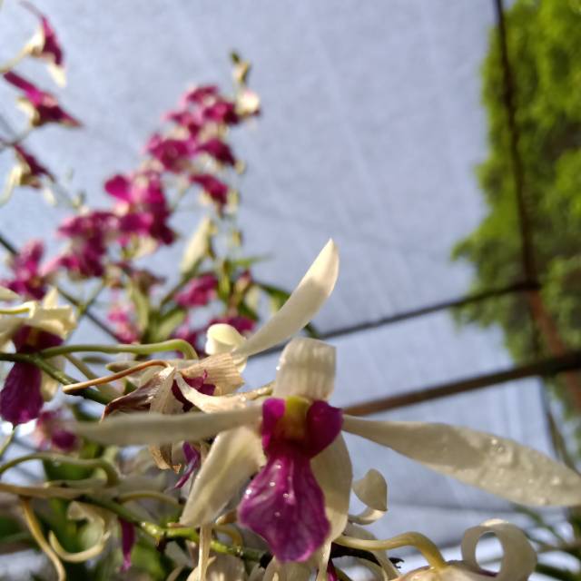 Tanaman Hias Bunga Anggrek Dendrobium Hybrid Thailand WP