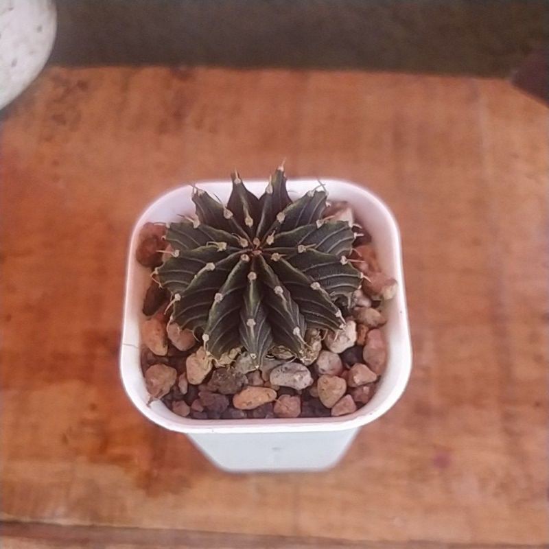 cactus kaktus Lb Hybrid 12 ribs Duri atas 1