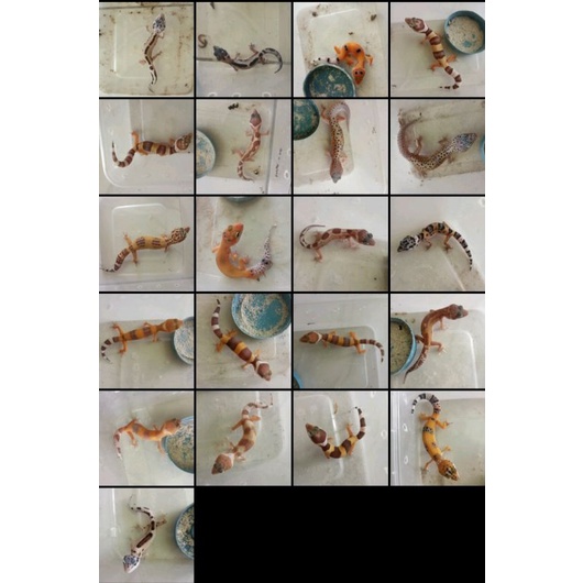 Mainan Kartu Leopard Gecko Borongan Morph Campur