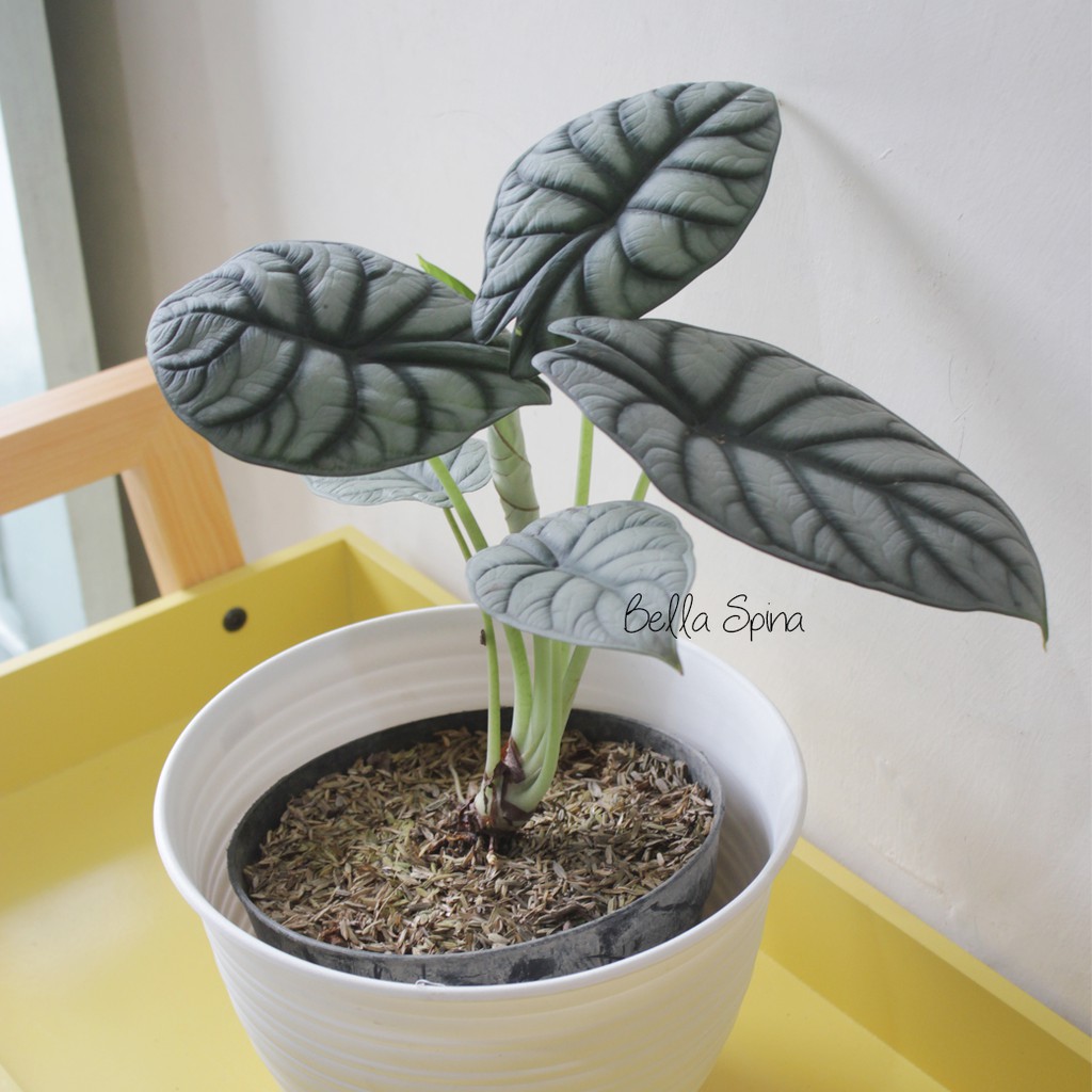 Alokasia Silver Dragon Keladi Silver Th 21 Shopee Indonesia