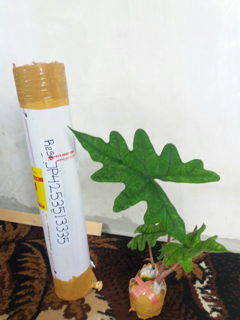 Alocasia Jacklyn Sp Sulawesi Anakan Rawatan 1 Daun!!!