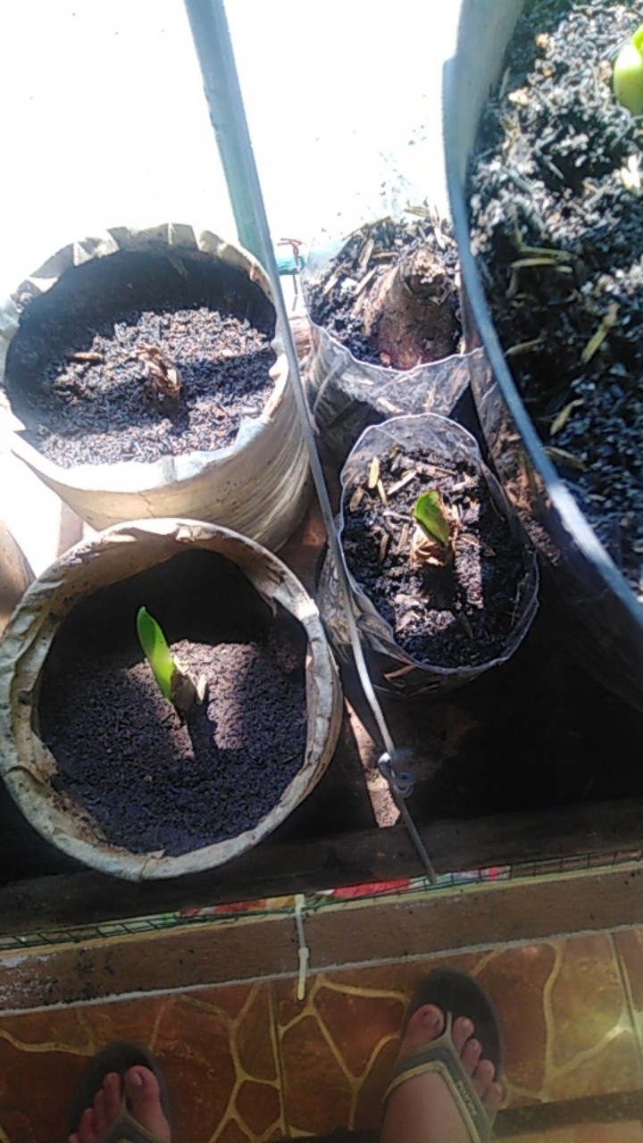 Umbi Amarilis. Umbi Bawang Brojol. Bawang Bawangan Warna Orange