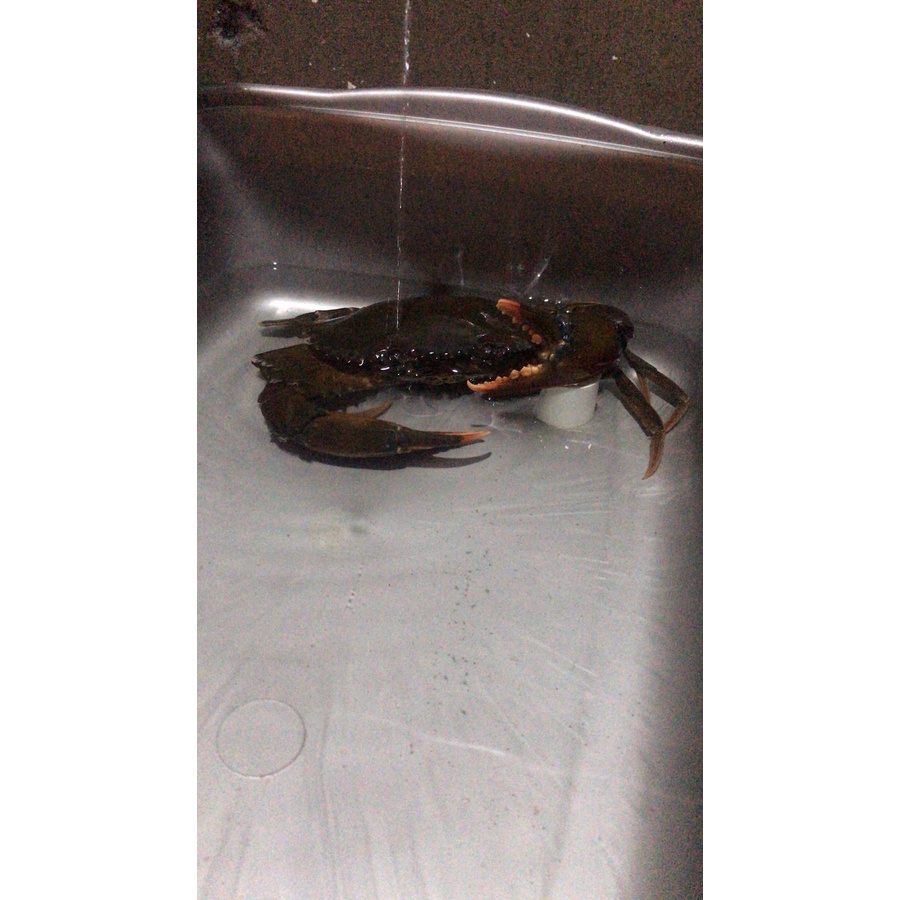 

Kepiting Hidup Fresh & Segar