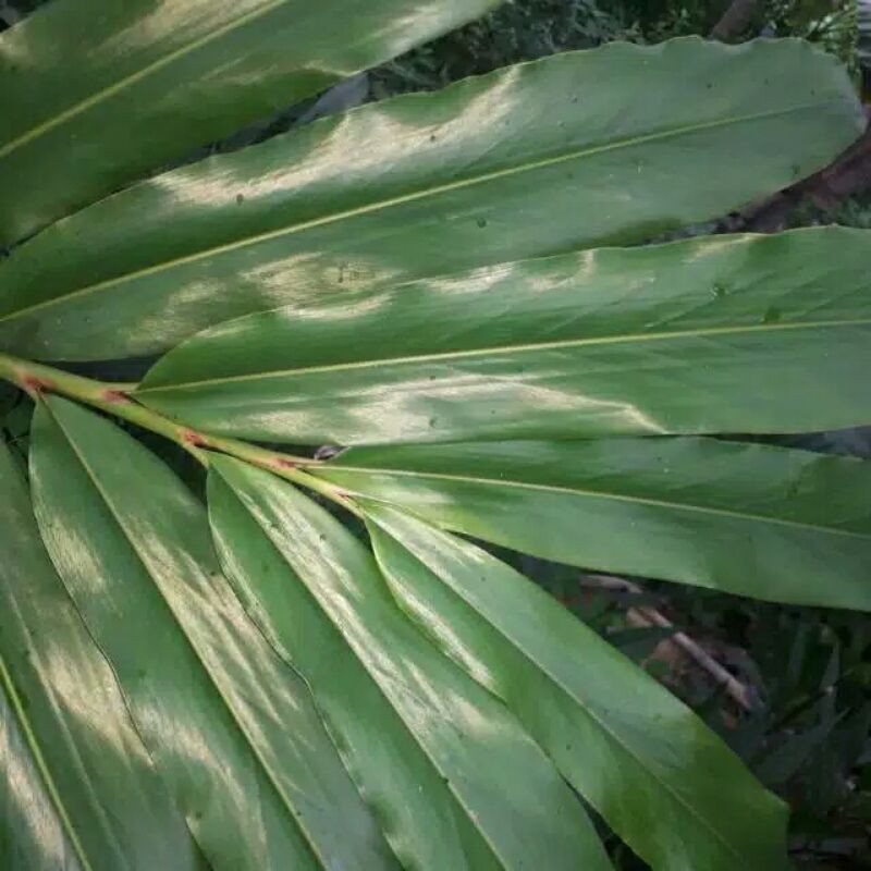 

daun walang bumbu penyedap khas pandeglang