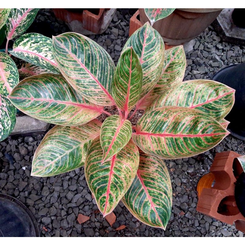 Aglaonema Kresna Trah Conon Induk
